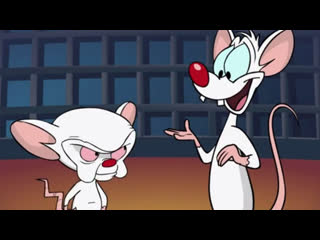 pinky and the brain (1995-1998) season 1