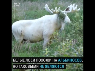 fancy white elk